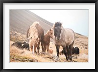 Framed Horses of Hofn I