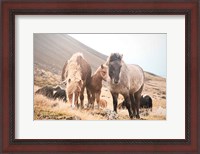 Framed Horses of Hofn I