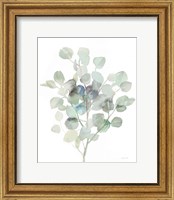 Framed Eucalyptus III Cool