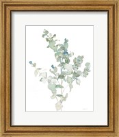 Framed Eucalyptus II Cool