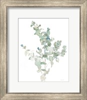 Framed Eucalyptus II Cool