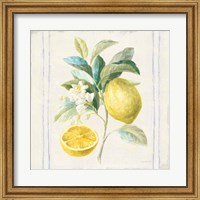 Framed Floursack Lemons IV Sq Navy