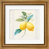 Framed Floursack Lemons III Sq Navy