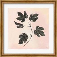 Framed Botanical Study III Blush