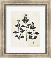 Framed Botanical Study IV