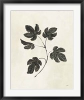 Framed Botanical Study III