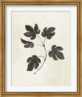 Framed Botanical Study III