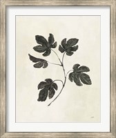 Framed Botanical Study III