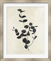 Framed Botanical Study II