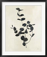 Botanical Study II Framed Print