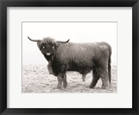 Framed Scotty the Bull