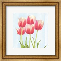 Framed 'Fresh Spring Tulips III' border=