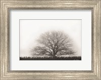 Framed Foggy Old Tree