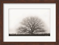 Framed Foggy Old Tree