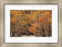 Framed Autumn's Painting