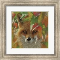 Framed Autumn Red Fox