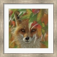 Framed Autumn Red Fox