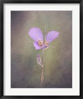 Framed Sagebrush Mariposa Lily