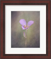 Framed Sagebrush Mariposa Lily