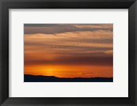 Framed Sunset Flight