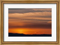 Framed Sunset Flight