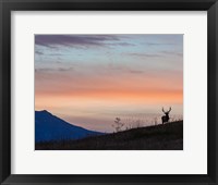 Framed Elkscape