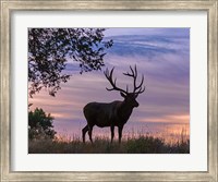 Framed Sunrise Bull