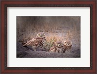 Framed Burrowing Owl