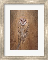 Framed Barn Owl