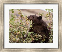 Framed Black Bear