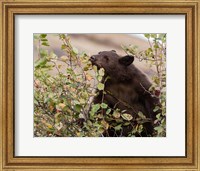 Framed Black Bear