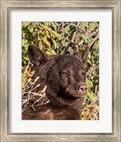 Framed Black Bear II