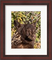 Framed Black Bear II