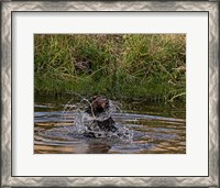 Framed Black Bear Sow