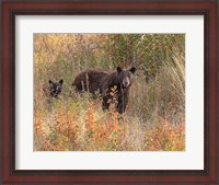 Framed Black Bear Sow and Cub