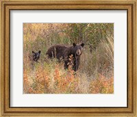 Framed Black Bear Sow and Cub