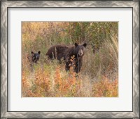 Framed Black Bear Sow and Cub