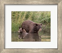 Framed Black Bear Sow and Cub II