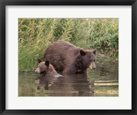 Framed Black Bear Sow and Cub II