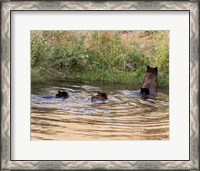 Framed Black Bear Sow and Cubs