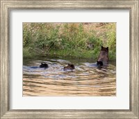 Framed Black Bear Sow and Cubs