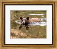 Framed Black Bear Cub