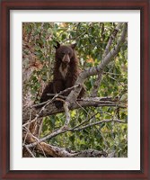 Framed Black Bear Cub