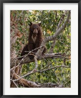 Framed Black Bear Cub