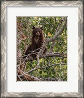 Framed Black Bear Cub