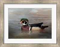 Framed Wood Duck