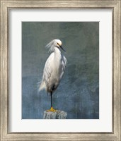 Framed Snow Egret