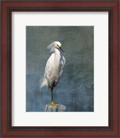 Framed Snow Egret