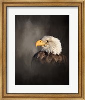 Framed Bald Eagle