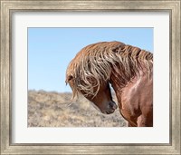 Framed Marshall - Wild Stallion